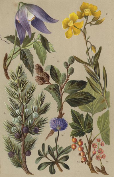 高山植物 作： European School